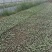 培育西瓜苗甜瓜苗，苗肥苗状品种有，8421龙卷风，冠龙，