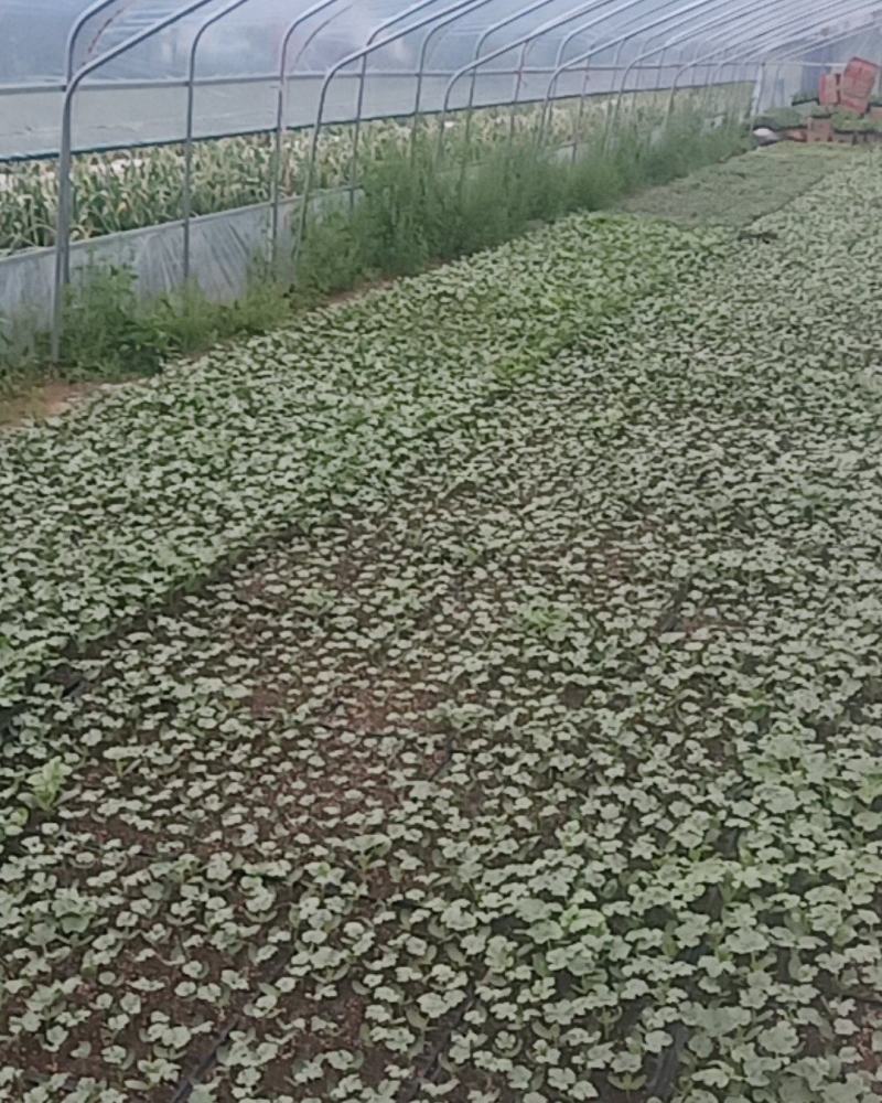 培育西瓜苗甜瓜苗，苗肥苗状品种有，8421龙卷风，冠龙，