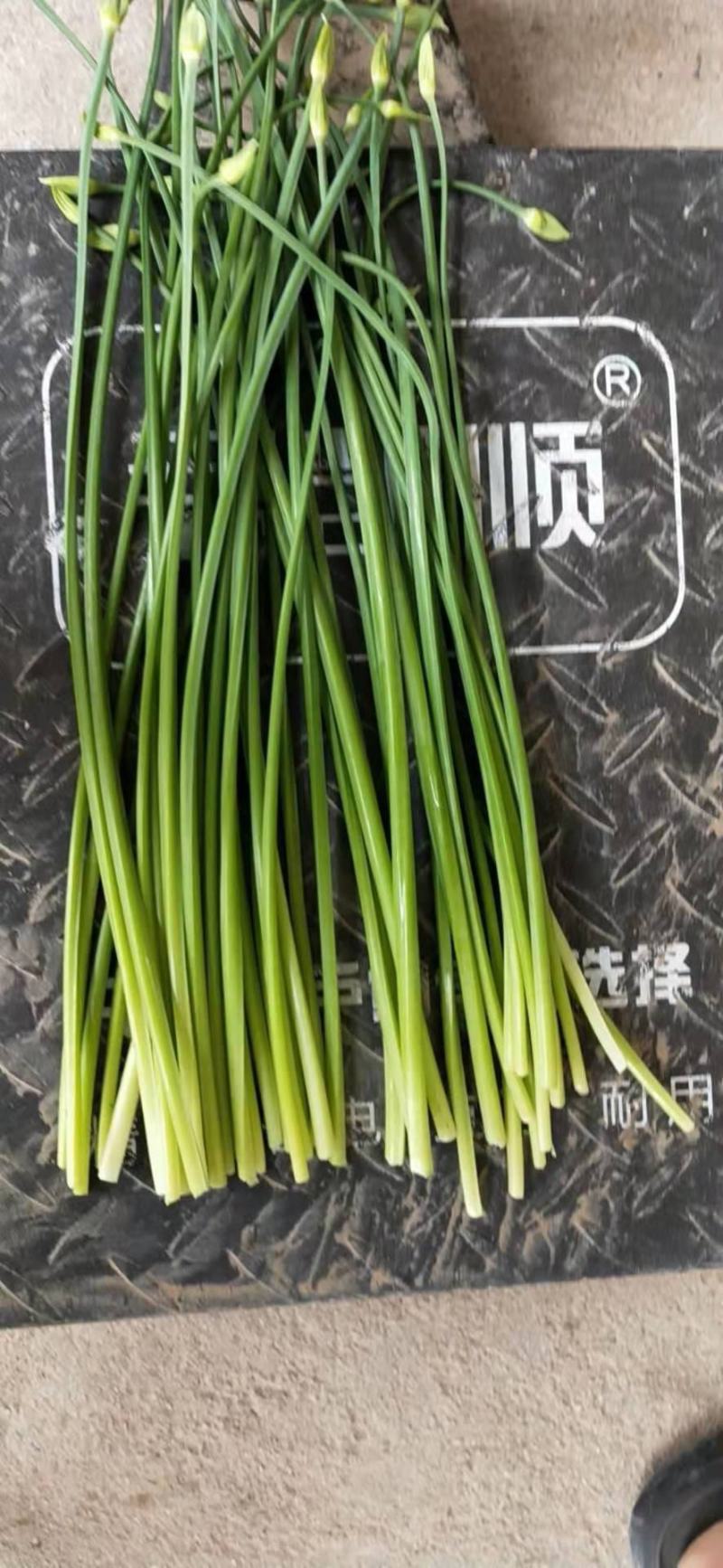 精品小捆韭苔！各种规格提供分拣！适合各大中高端市场及商超