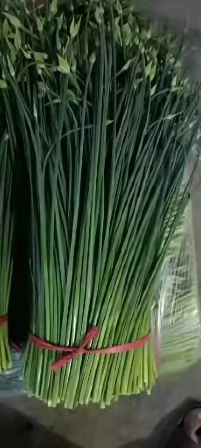 精品小捆韭苔！各种规格提供分拣！适合各大中高端市场及商超