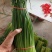 精品小捆韭苔！各种规格提供分拣！适合各大中高端市场及商超