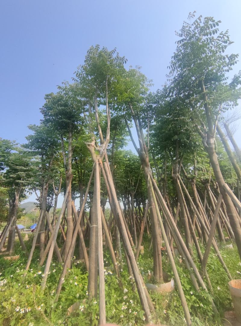 黄山栾树