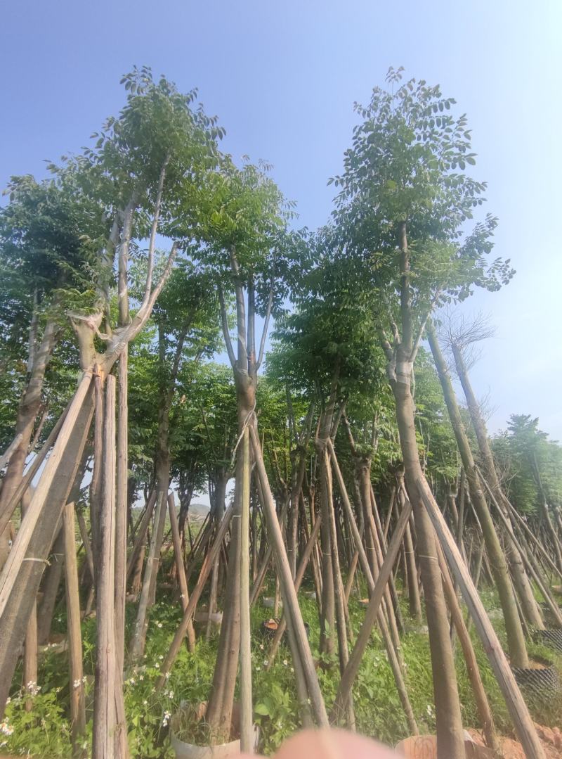 黄山栾树