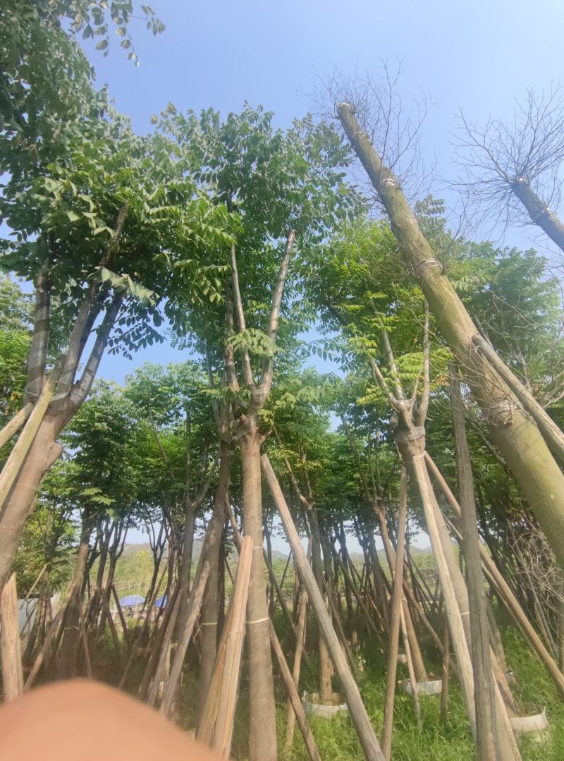 黄山栾树
