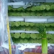 蔬菜专业代办，以诚为本，上货准快，有需要采购的老板欢迎