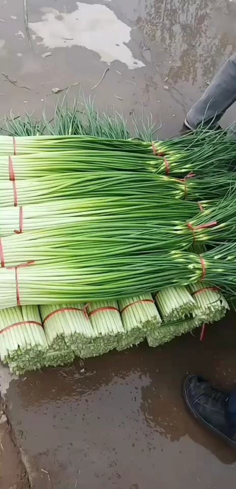 蔬菜专业代办，以诚为本，上货准快，有需要采购的老板欢迎