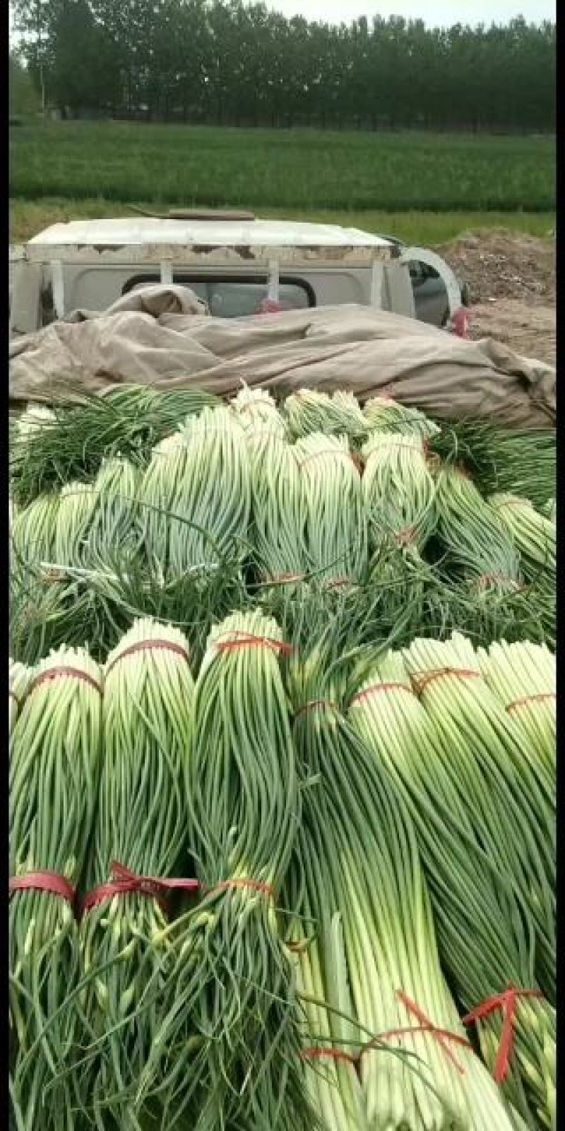 蔬菜专业代办，以诚为本，上货准快，有需要采购的老板欢迎