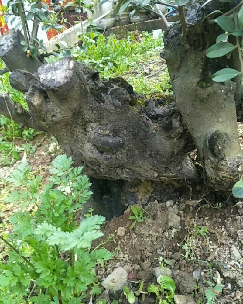金蛋子下山桩