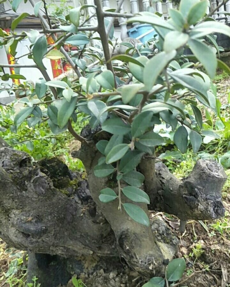 金蛋子下山桩