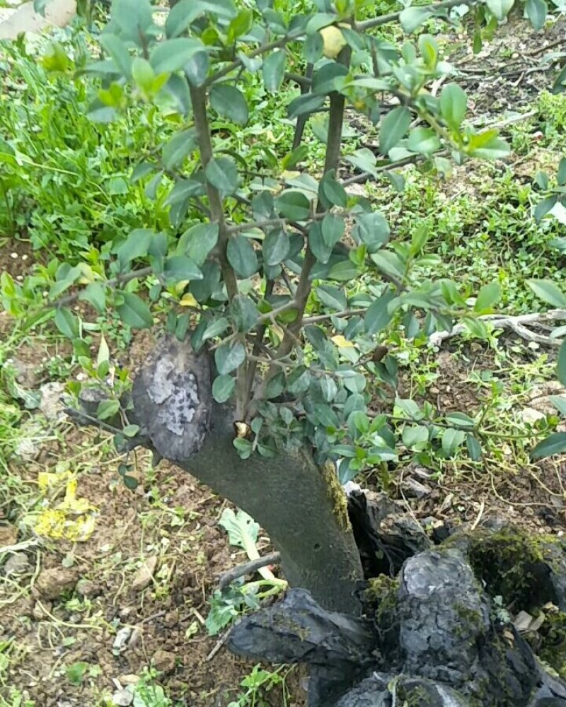 金蛋子下山桩