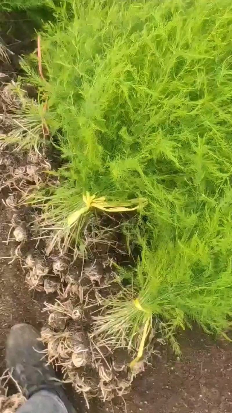 芦笋苗芦笋根绿白芦笋苗育苗基地直销死苗补发视频选一件代发