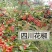 1斤大红袍花椒粒500克食用花椒粉特麻特辣香料调味料今年