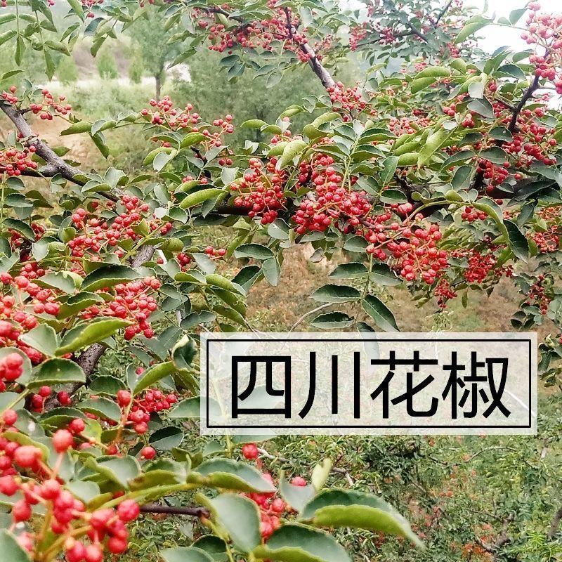1斤大红袍花椒粒500克食用花椒粉特麻特辣香料调味料今年