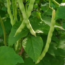 青岛平度芸豆大量上市中