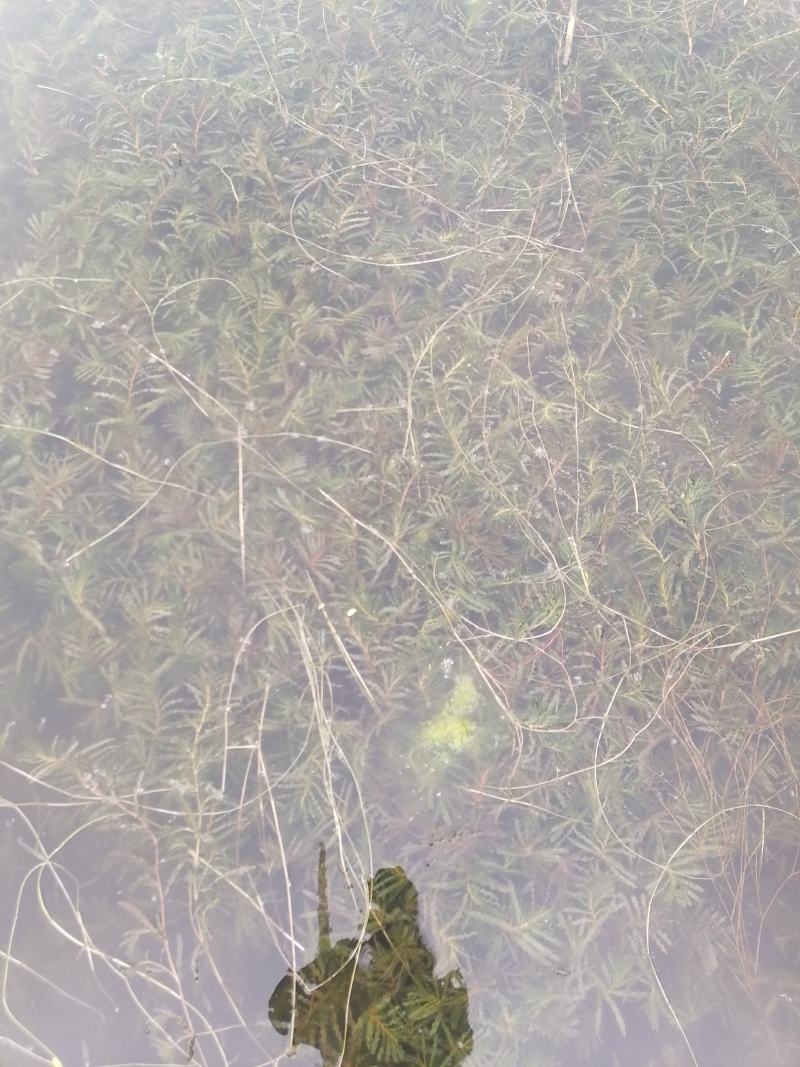 水生植物各种水草：麦黄草，狐尾藻金鱼藻