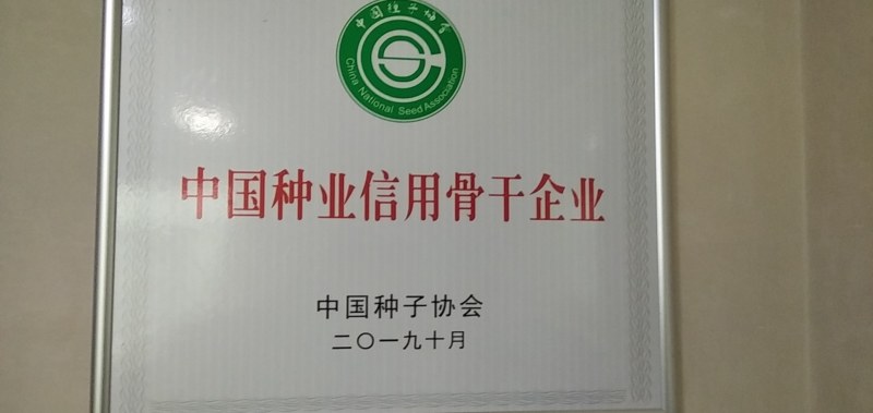 徐豆21.徐豆20大豆种子，高产抗倒伏抗病大豆种子。