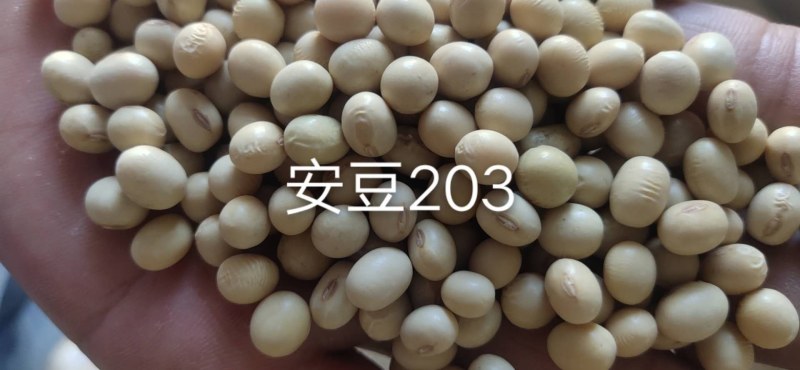 徐豆21.徐豆20大豆种子，高产抗倒伏抗病大豆种子。