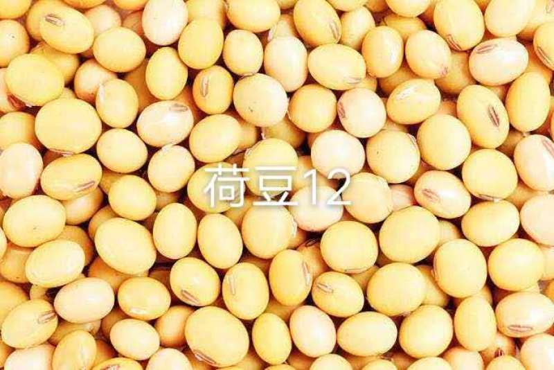 徐豆21.徐豆20大豆种子，高产抗倒伏抗病大豆种子。