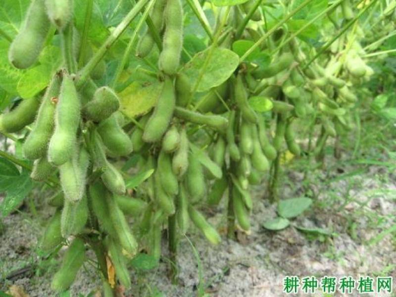 徐豆21.徐豆20大豆种子，高产抗倒伏抗病大豆种子。