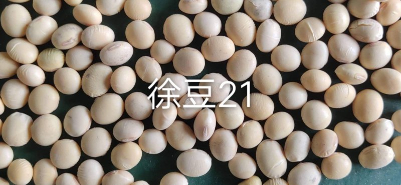 徐豆21.徐豆20大豆种子，高产抗倒伏抗病大豆种子。