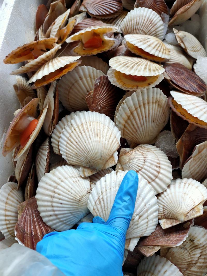 小白贝鲜活白扇贝网贝海捕扇贝批发烧烤店专用量大优惠