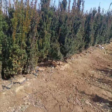 红豆杉营养杯红豆杉一米红豆杉二米红豆杉三米红豆杉
