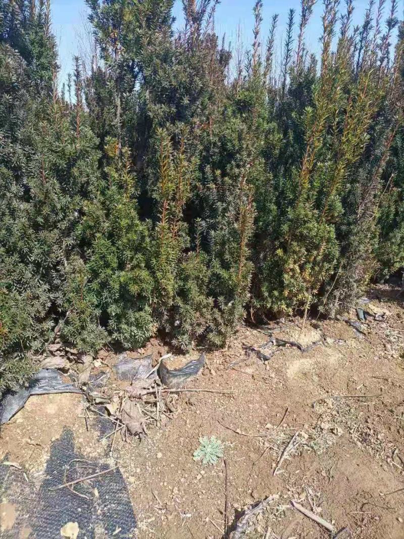 红豆杉营养杯红豆杉一米红豆杉二米红豆杉三米红豆杉