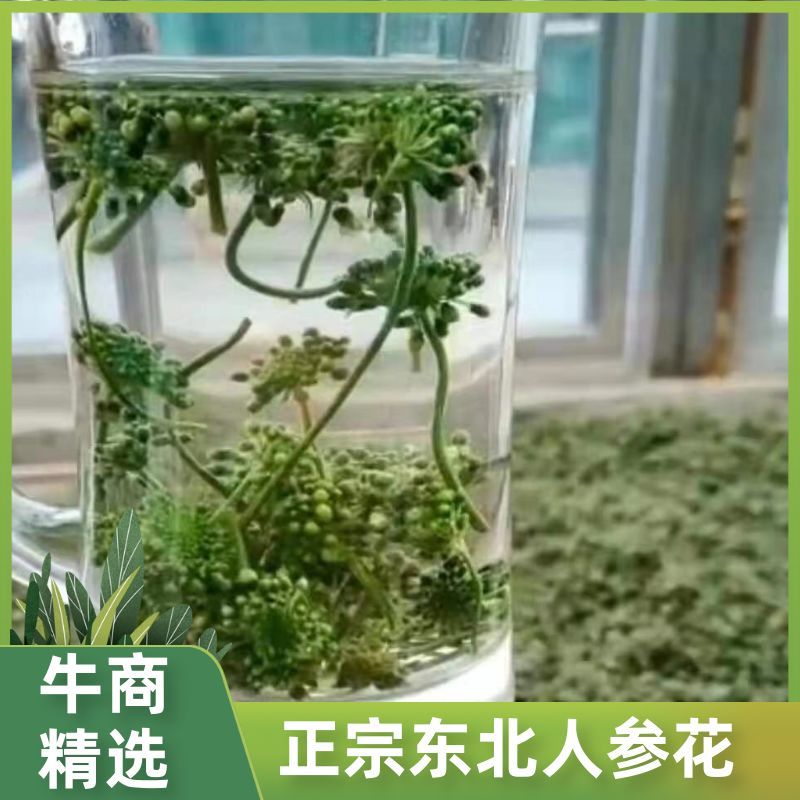 人参花东北长白山批发人参花种植参农种植批发