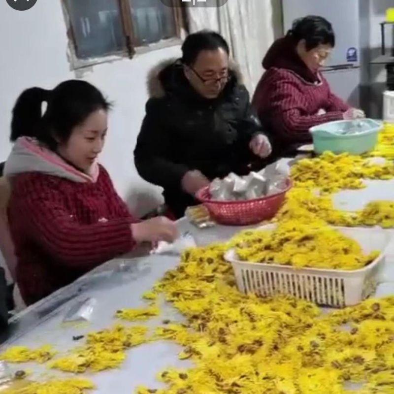 金丝皇菊，怕上火就喝它，一朵一杯，菊花茶，各种菊花茶