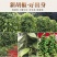 白胡椒粒研磨器家用白胡椒粉煲汤烧烤调味料海南特产纯正