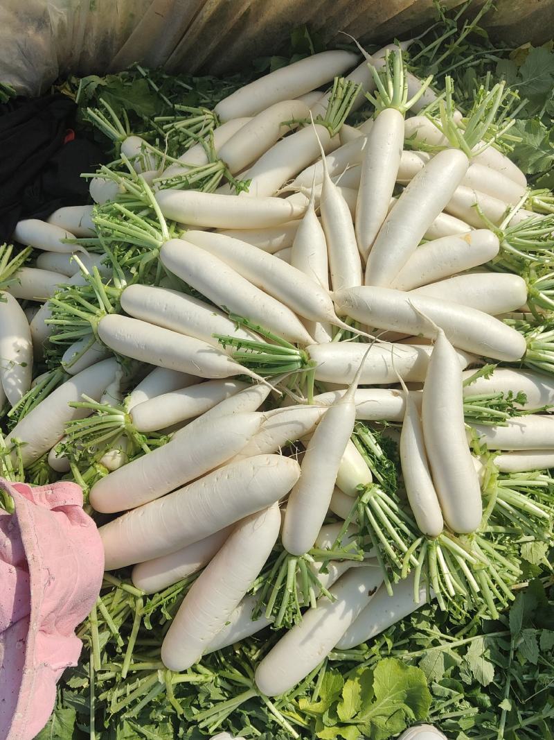 白萝卜，精品白白萝卜，8毛