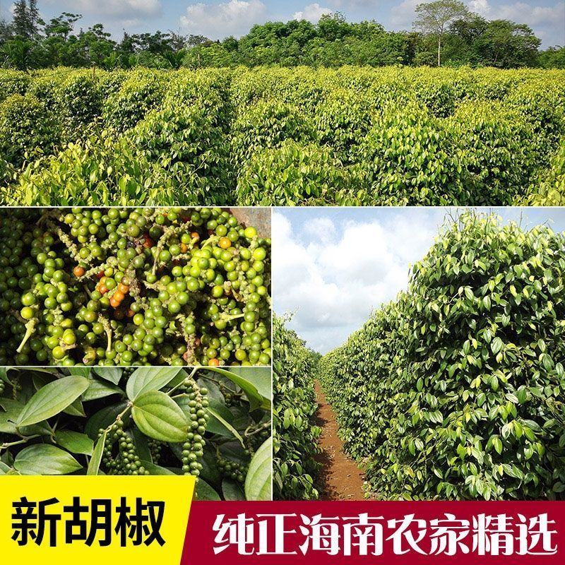 黑胡椒粒研磨器黑胡椒粉家用牛排西餐调味料海南黑胡椒