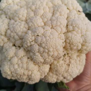 陕西泾阳，松花菜，花菜类上市啦