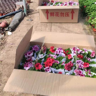 蝴蝶梅，盆栽花，整箱发货，颜色好看，漂亮