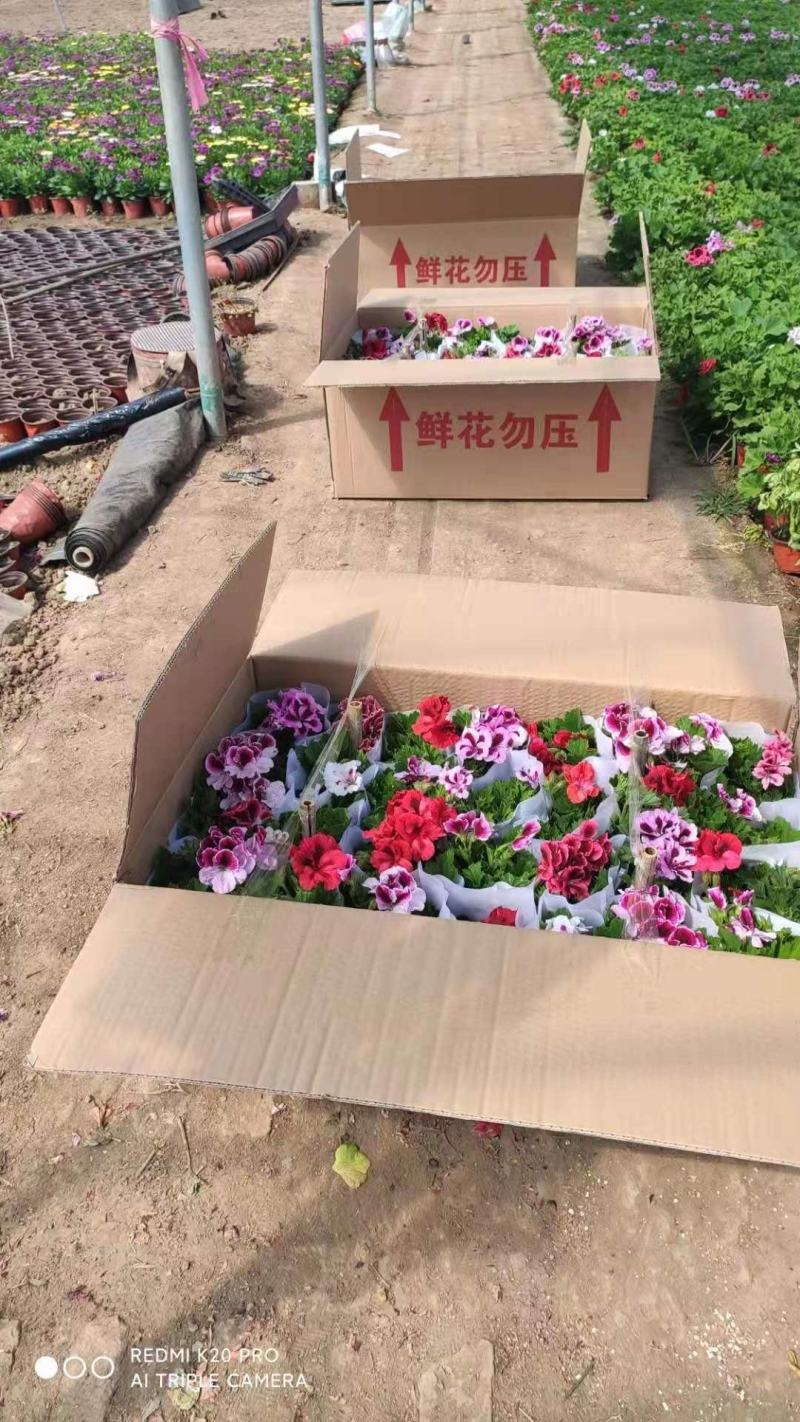 蝴蝶梅，盆栽花，整箱发货，颜色好看，漂亮