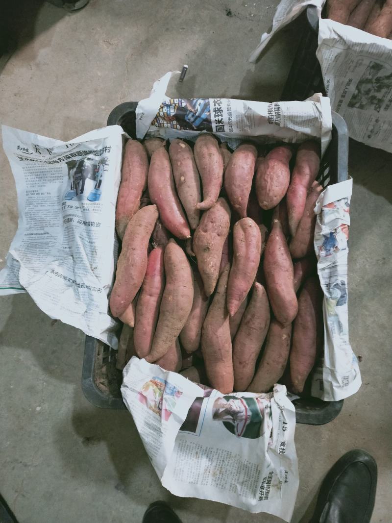 产地直发新鲜西瓜红红薯