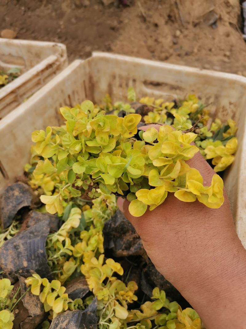 优质金叶过路黄大量有货产地直发量大可优惠
