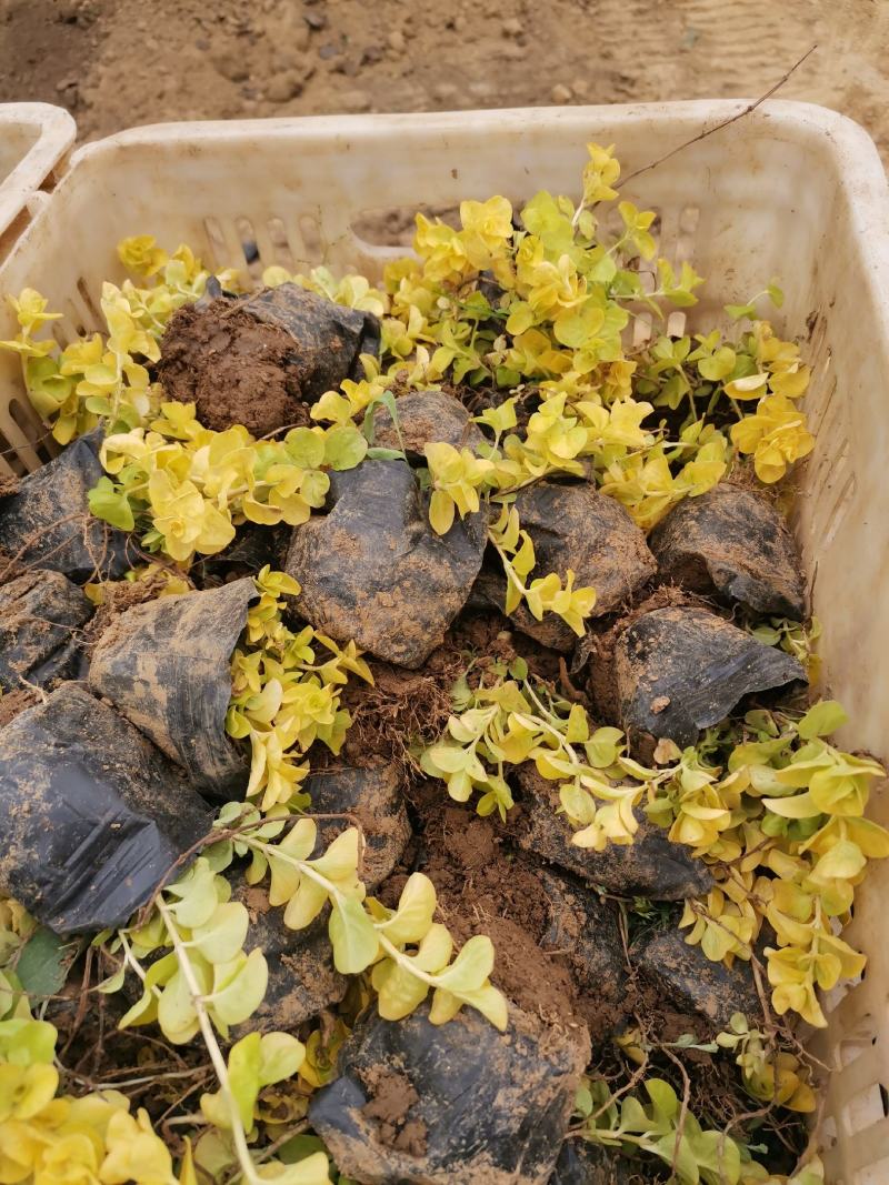 优质金叶过路黄大量有货产地直发量大可优惠