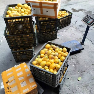 有没有哪位老板需要的每天可以大量的摘需要联系