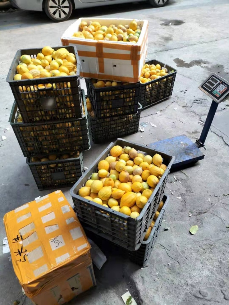 有没有哪位老板需要的每天可以大量的摘需要联系