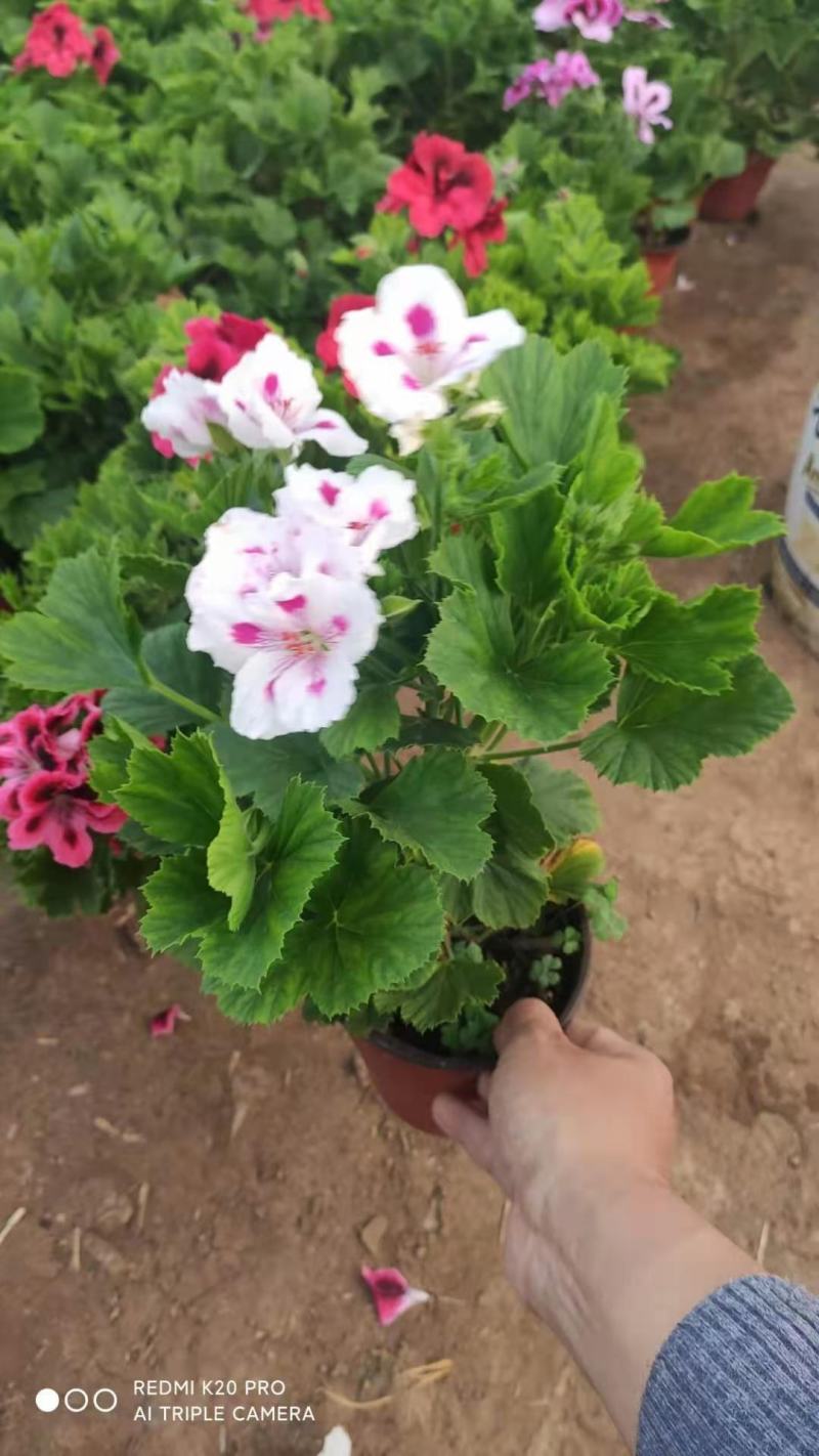 蝴蝶梅，盆栽花，整箱发货，颜色好看，漂亮
