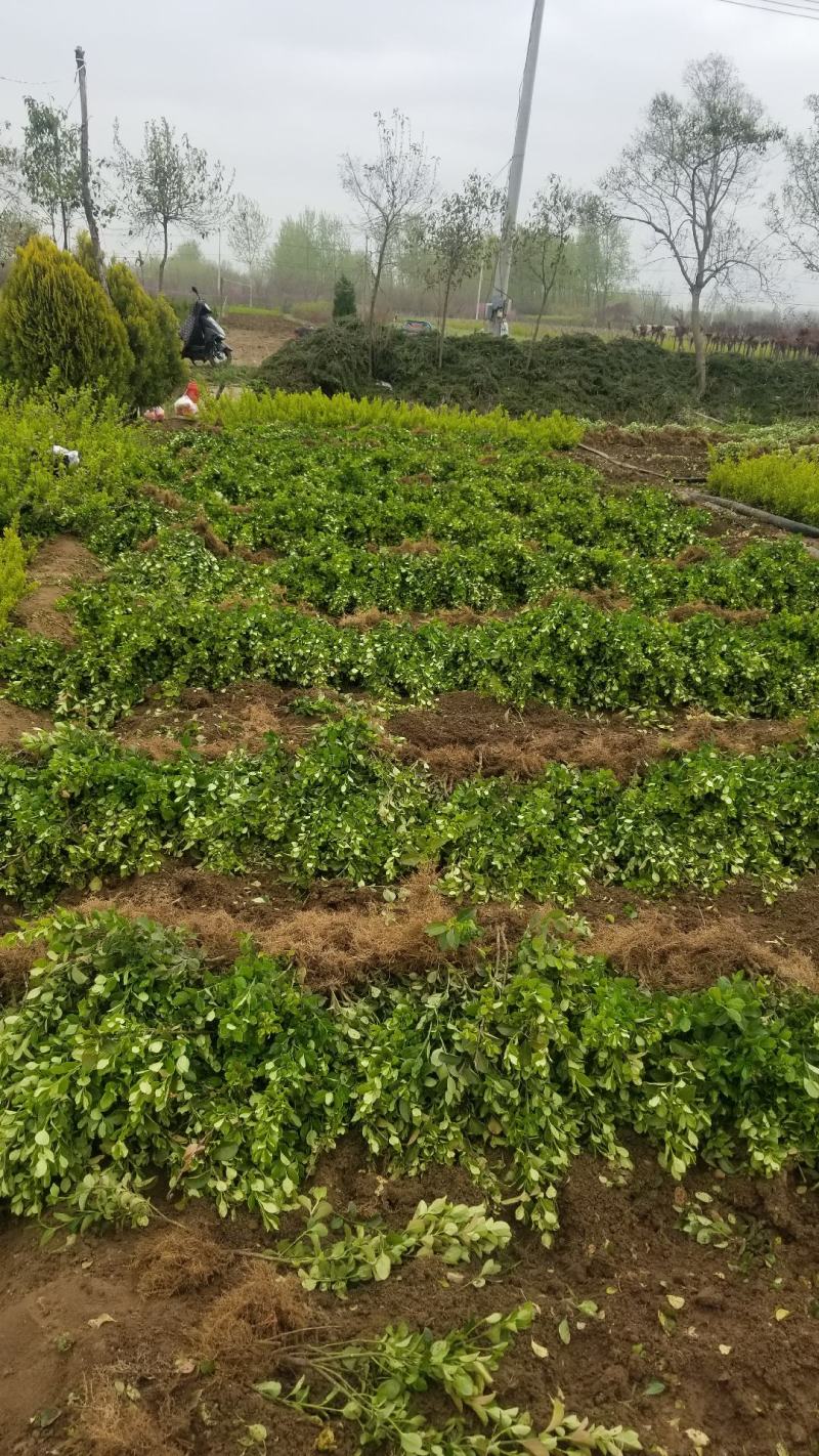 卫矛，两年苗。一年苗。40高度。60高度直销