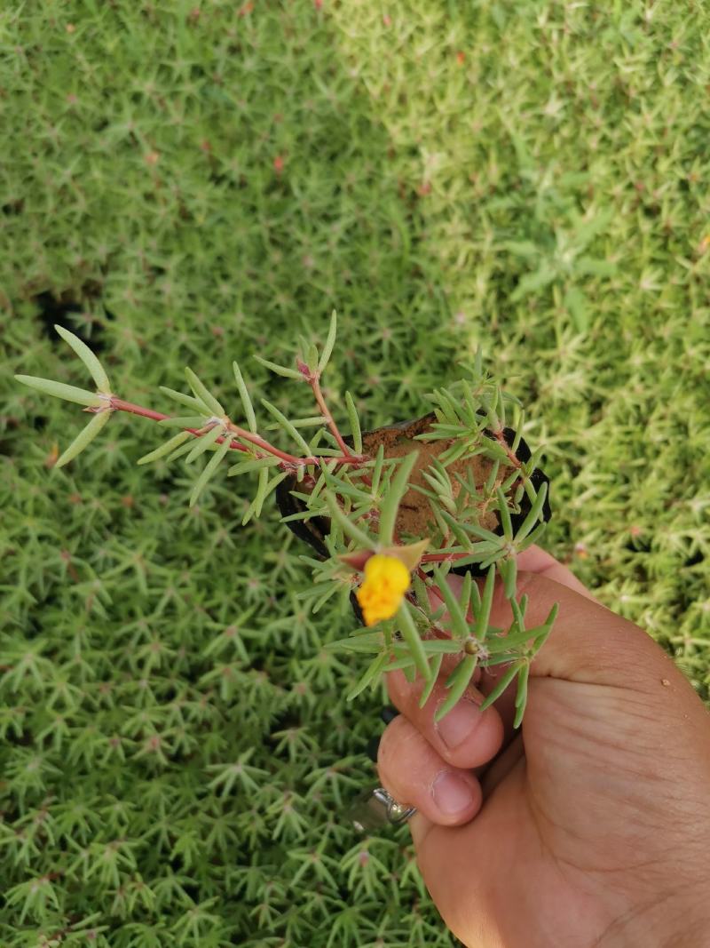 半枝莲优质半枝莲产地直发欢迎实地看货