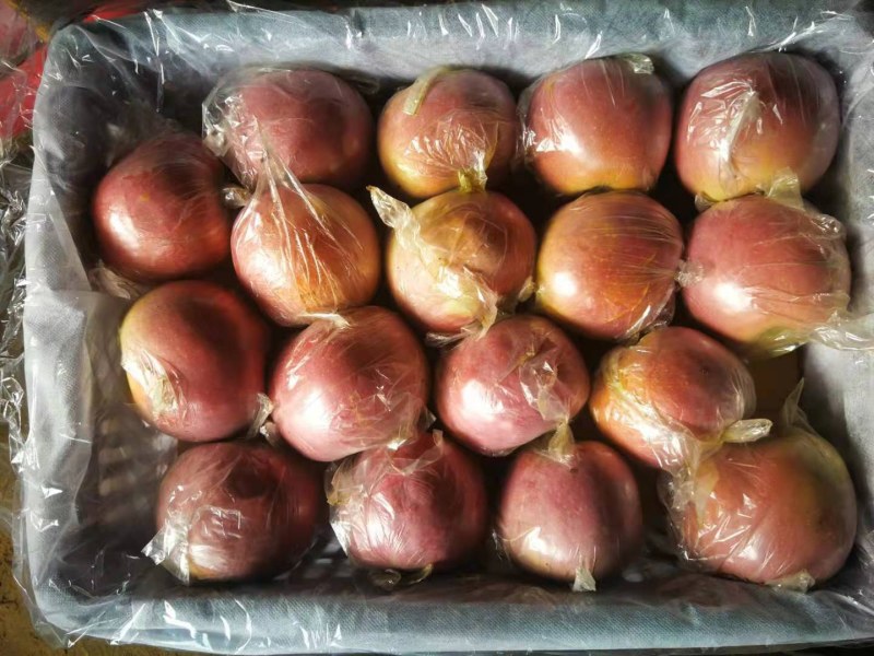 萍果太难买了，存货的赔钱斗赔不出去，没客商