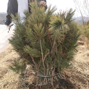 嫁接红松树苗成活率高结果早产量高颗粒大籽粒饱满