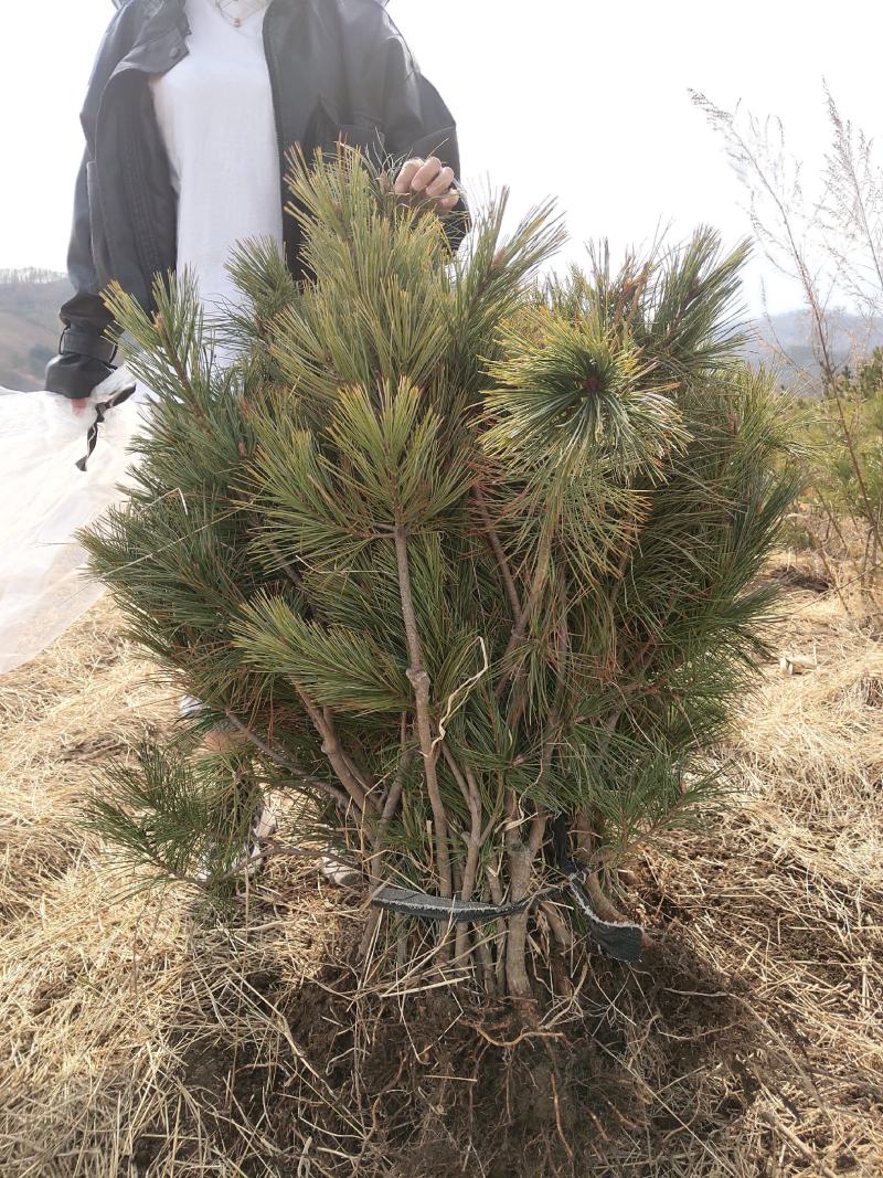嫁接红松树苗成活率高结果早产量高颗粒大籽粒饱满