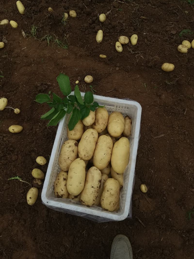 现货荷兰十五土豆商超专攻欢迎选购精品货源对接全国