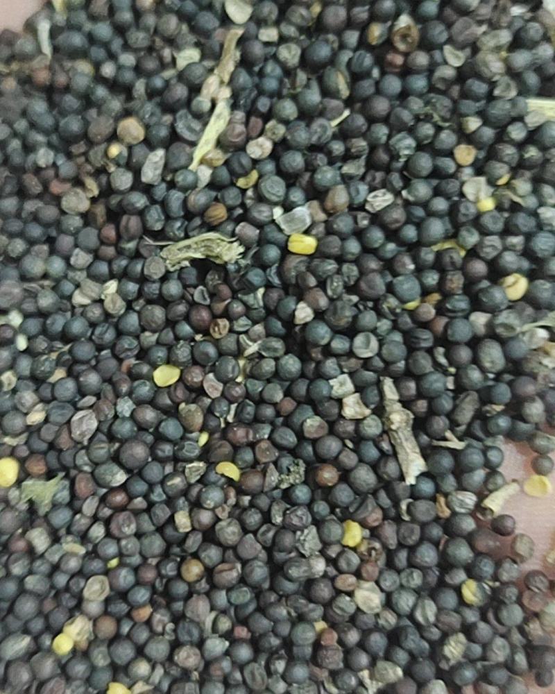 油菜籽