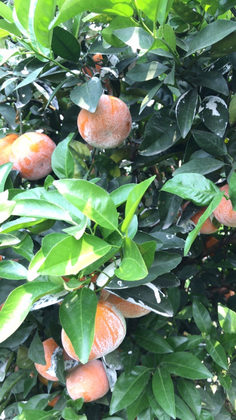 广西上林产地果园茂谷柑