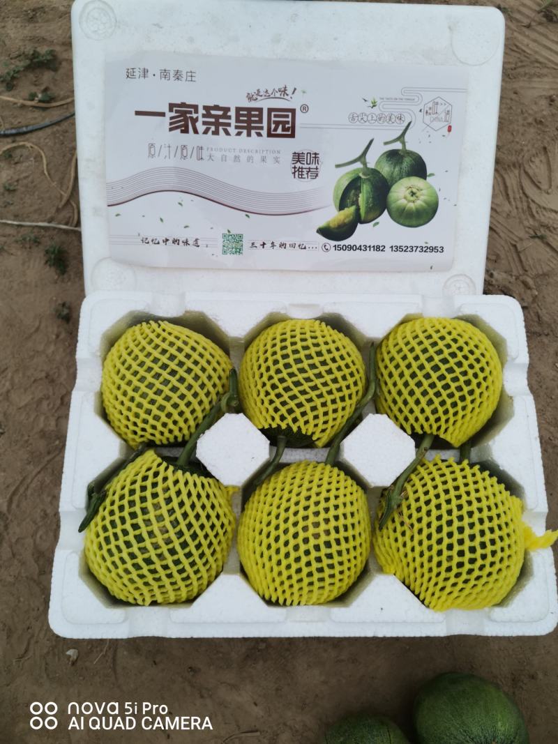 绿宝甜瓜